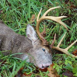 Meet your Posher, Mark